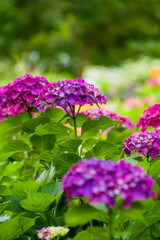 初夏に咲く紫陽花
