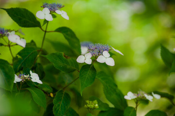初夏に咲く紫陽花