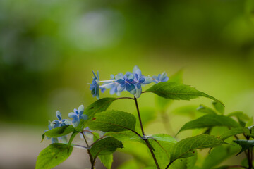 初夏に咲く紫陽花