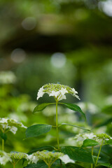 初夏に咲く紫陽花
