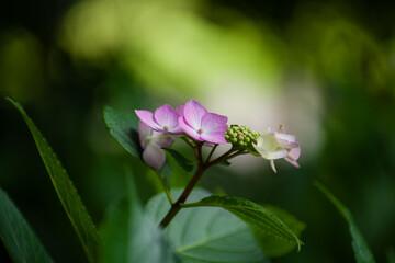 初夏に咲く紫陽花