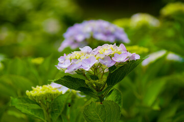 初夏に咲く紫陽花
