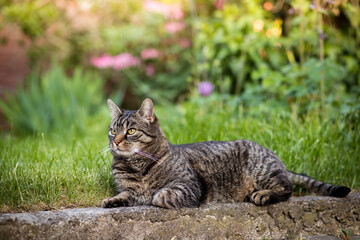 Tabby cat lies on a stone step and looks to the left. Portrait of a European shorthair cat watching the action outdoors. Outside in the backyard with meadow and plants