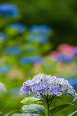 初夏に咲く紫陽花