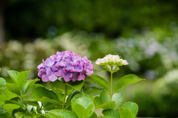 初夏に咲く紫陽花