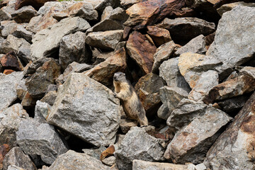 marmota, blumenbach, roditori, sciuridae, la, marmotta delle alpi, sassi, tana, riparo, allerta, curioso, guarda, dettaglio, cuccioli, mamma, madre, alpi, italia, monte, bianco, courmayeur, valle d'ao
