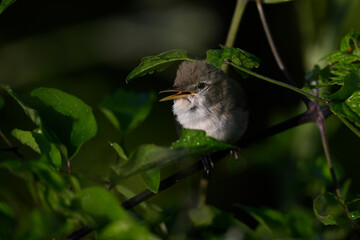 Eastern olivaceous warbler // Blassspötter (Iduna pallida) - Lake Kerkini, Greece