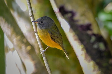 Gray-hooded Flycatcher (Mionectes rufiventris)