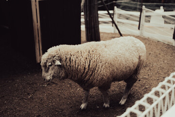 sad sheep