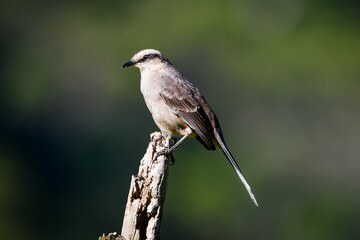 Chalk-browed Mockingbird (Mimus saturninus)