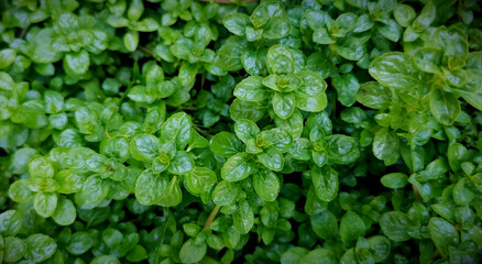 Natural plant, fresh and wet pennyroyal.