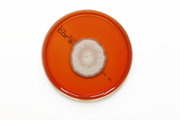 A fungal colony isolated in the scientific research laboratory