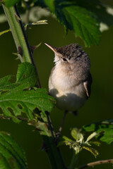 Blassspötter // Eastern olivaceous warbler (Iduna pallida) - Lake Kerkini, Greece