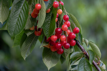 Cherry tree (Prunus avium) red fruits