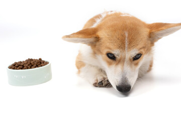 Dog with food on a white background.