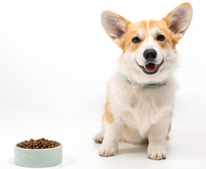 Dog with food on a white background.