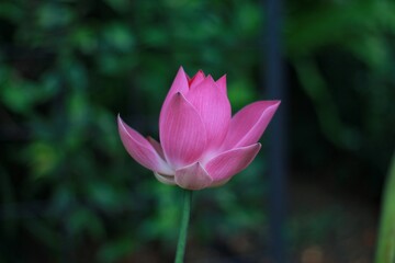 Obraz premium Lotus, Nelumbo nucifera Gaertn, Nelumbonaceae, Nelumbo nucifera