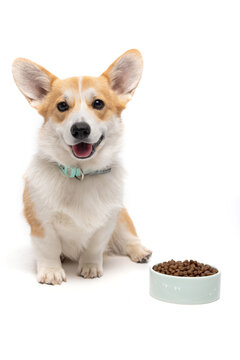Naklejki Dog with food on a white background.