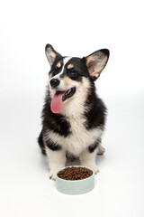 Dog with food on a white background.