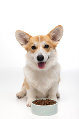 Dog with food on a white background.
