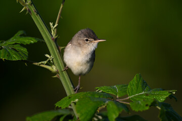Blassspötter // Eastern olivaceous warbler (Iduna pallida) - Lake Kerkini, Greece