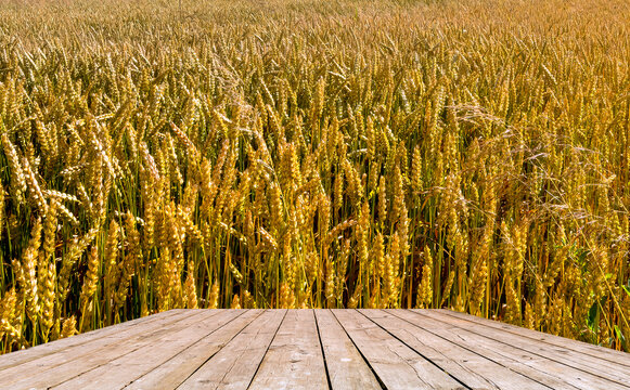 Beardless wheat is popular among grazers and wheat hay producers, one can see wooden table or floor as copy space