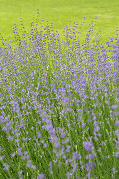 Wild Lavender. Lavender in different shades growing outside the house. Lavender.