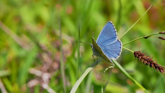Adonis Blue Butterfly. Wings Open.