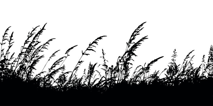 field grass silhouette 3