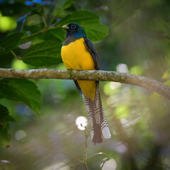 Southern Black-throated Trogon (Trogon chrysochloros)
