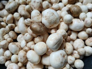 This is a mushroom