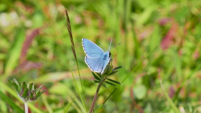 Adonis Blue Butterfly. Wings Open.