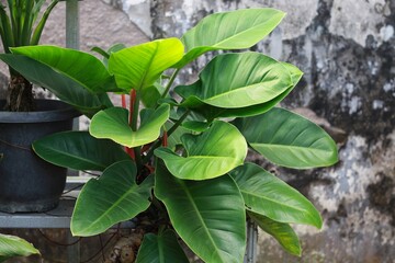Philodendron erubescens is a species of flowering plant in the family Araceae, native to Colombia © mytour