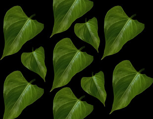 Pattern collection set green leaf  background isolated on black for graphic design or stockphoto, environment, greenery, illustration
