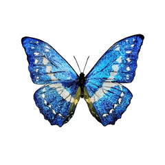 キプリスモルフォ Morpho cypris © 怪人トウフ男