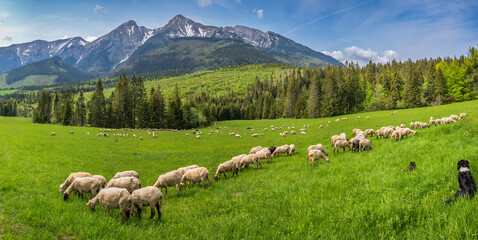 A shepherd tends her shorn sheep at the foot of the Belianske Tatras, Slovakia.