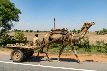 India march 28.2023, along the roads, camel or dromedary pulls a cart with bricks produced by the...