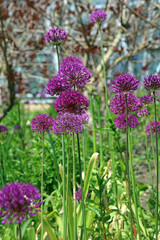 Obraz premium Bed of Giant Onion blooms, Derbyshire England 