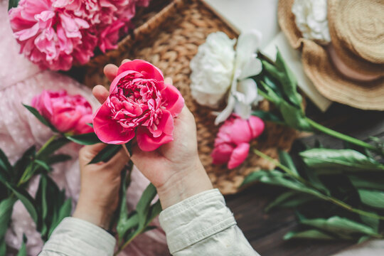 Pink peony in the hands of a girl, aesthetic photo