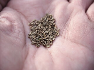 carrot seeds ready for planting in the ground close-up in the garden
