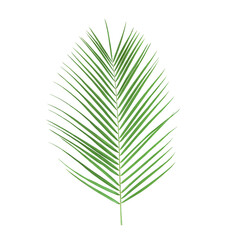 Fototapeta premium Palm leaf isolated on a transparent png background. Stock photo