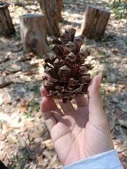 hand holding a cone