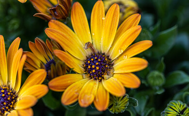 African Daisy, African Cape Marigold, wallpaper, high res