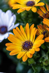 African Daisy, African Cape Marigold, wallpaper, high res
