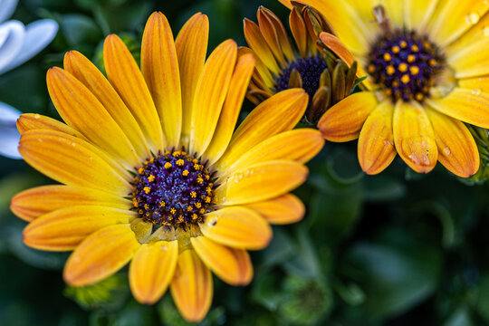 African Daisy, African Cape Marigold, wallpaper, high res