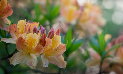 Rhododendron flowers in the park. Close-up. Beautiful yellow and orange rhododendron. Beautiful blooming texture background.