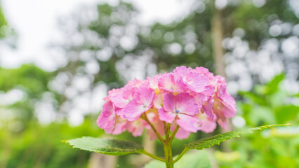 hydrangea アジサイ 紫陽花