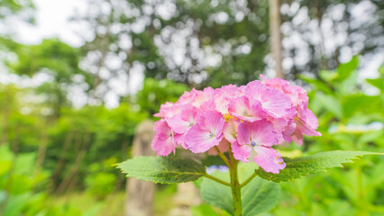 hydrangea アジサイ 紫陽花