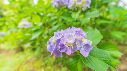 hydrangea アジサイ 紫陽花