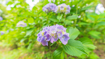 hydrangea アジサイ 紫陽花